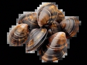 Pescadería sevilla