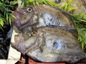 Pescadería sevilla